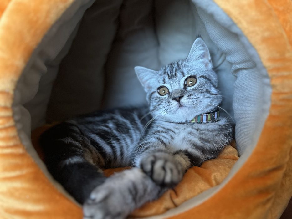 Продам котика 4 місяці