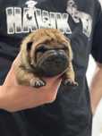 Shar pei wystawowe i nie tylko z Rodowodem FCI