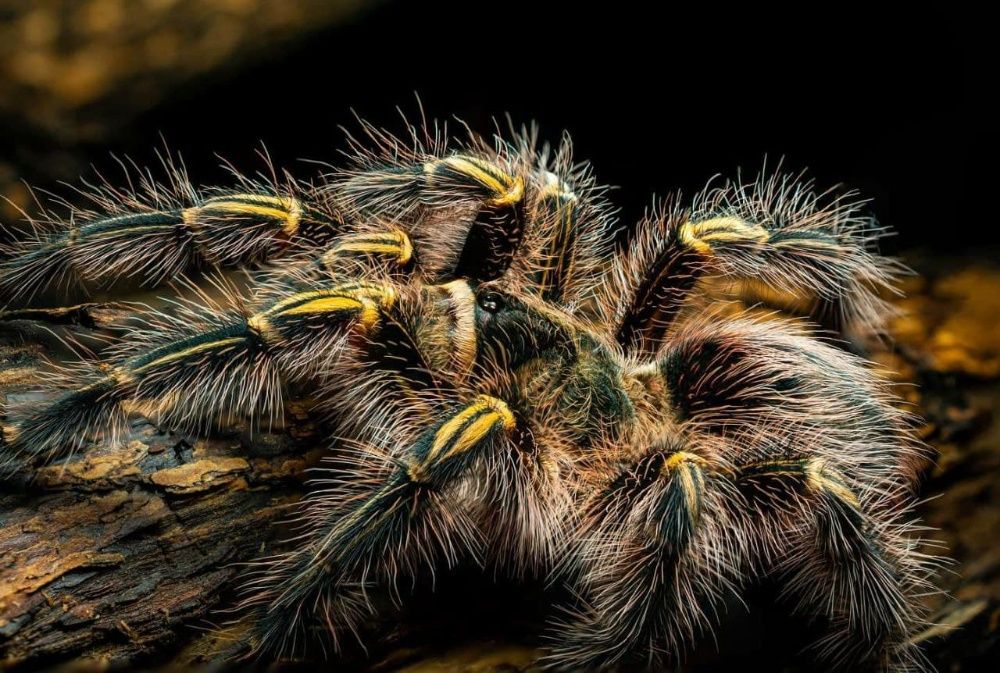 Grammostola aureostriata взрослые самки паука птицееда для новичков