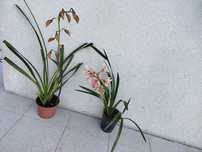 2 vasos orquídeas