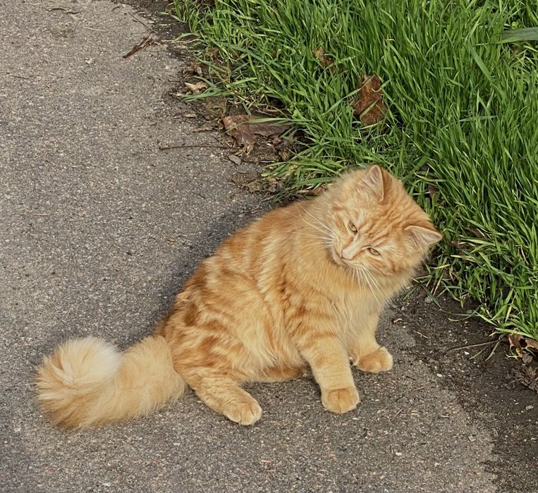 Отдам подрощенных котят ( 5 мес)