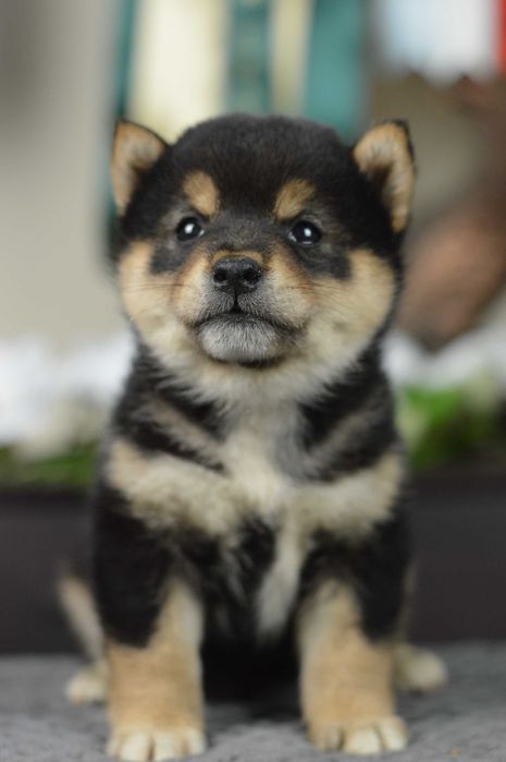 Shiba, shiba inu ZKwP/FCI