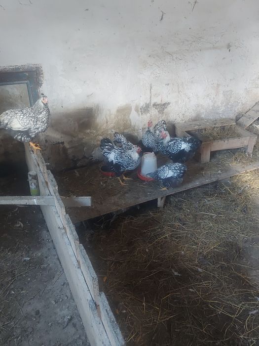 Kury  koguty wyandotte