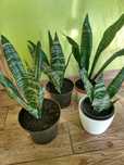 Kwiat Sansevieria.