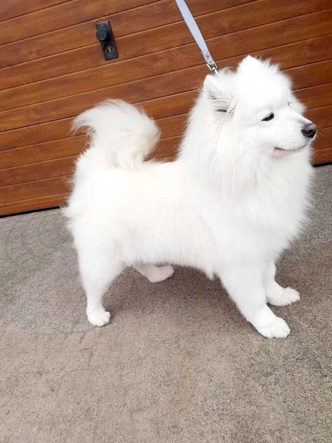 Śliczny Samoyed :)