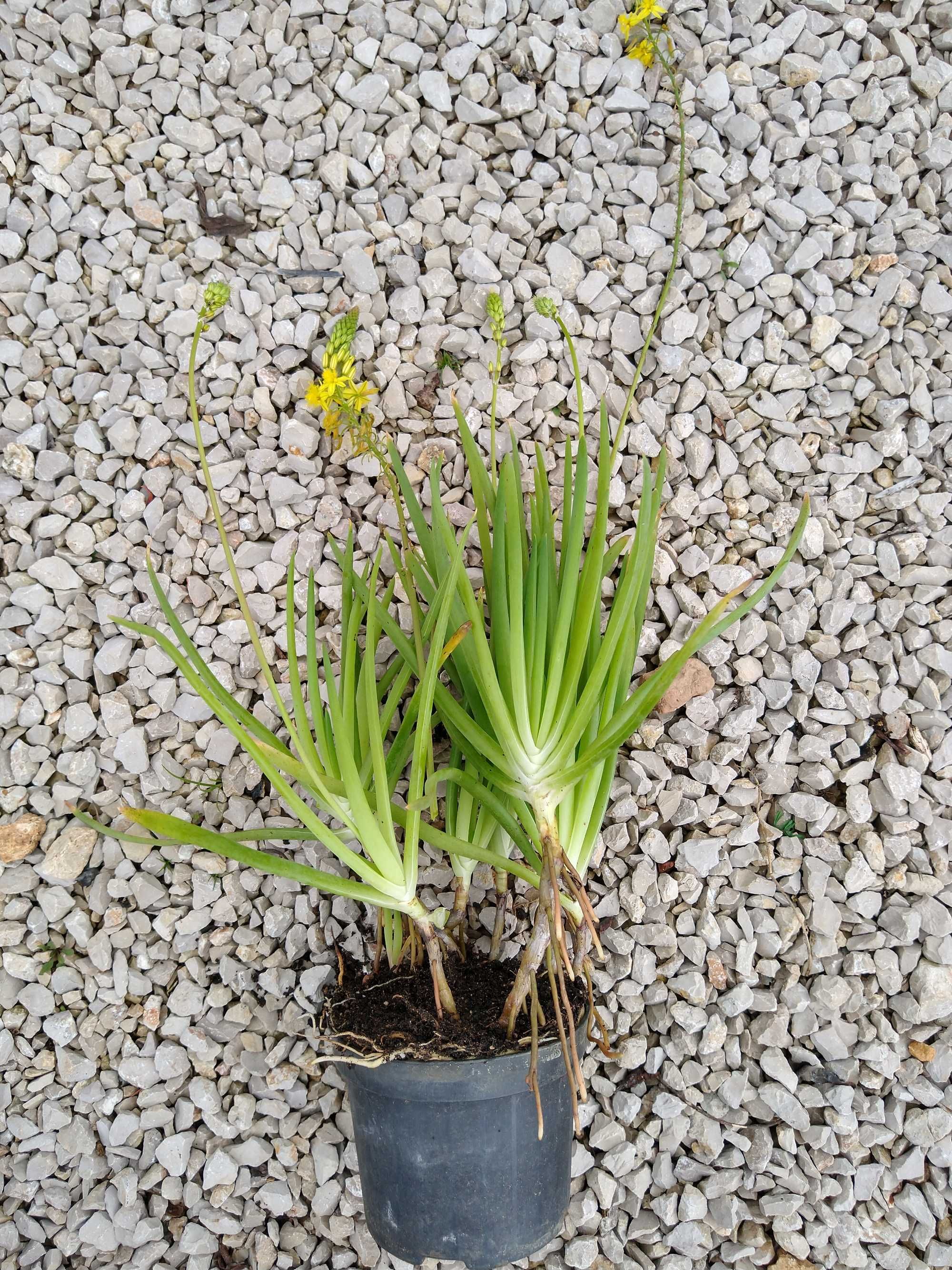 Plantas Bulbine frutescens