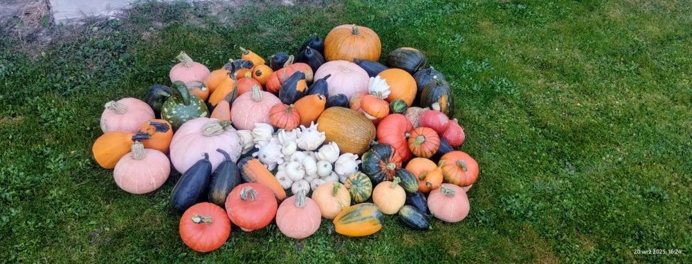 Dynie ozdobne - sprzedam
