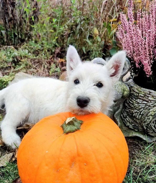 West Highland White Terrier FCI