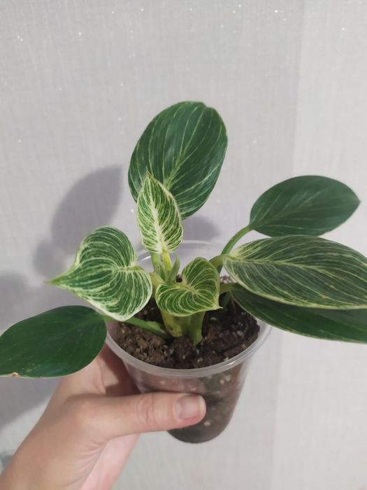 Філодендрон 'Birkin' [Philodendron 'Birkin']