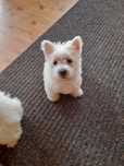 West H.W terrier