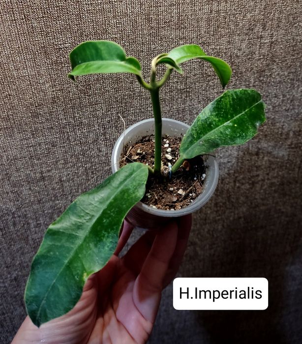 Хойя. Вкорінені Imperialis,Silverdollar,Nathalie,Fungii,Joy,Wibergiaе