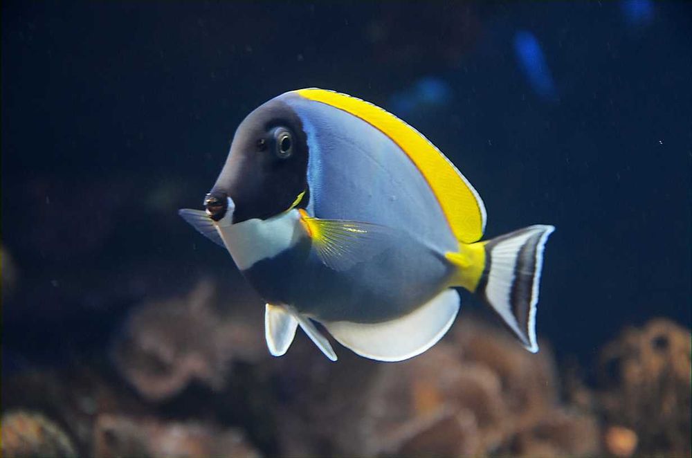 Acanthurus leucosternon pokolec białobrody M