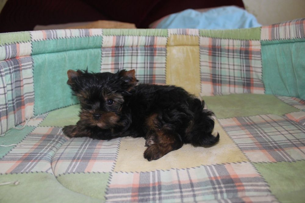 Щенки йоркширского терьера