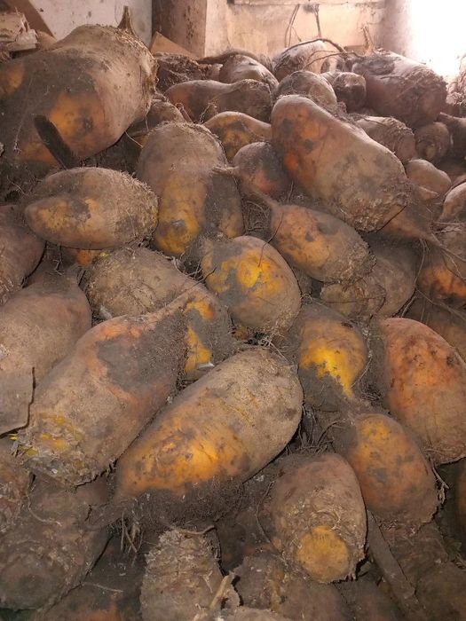 Кормові буряки на корм