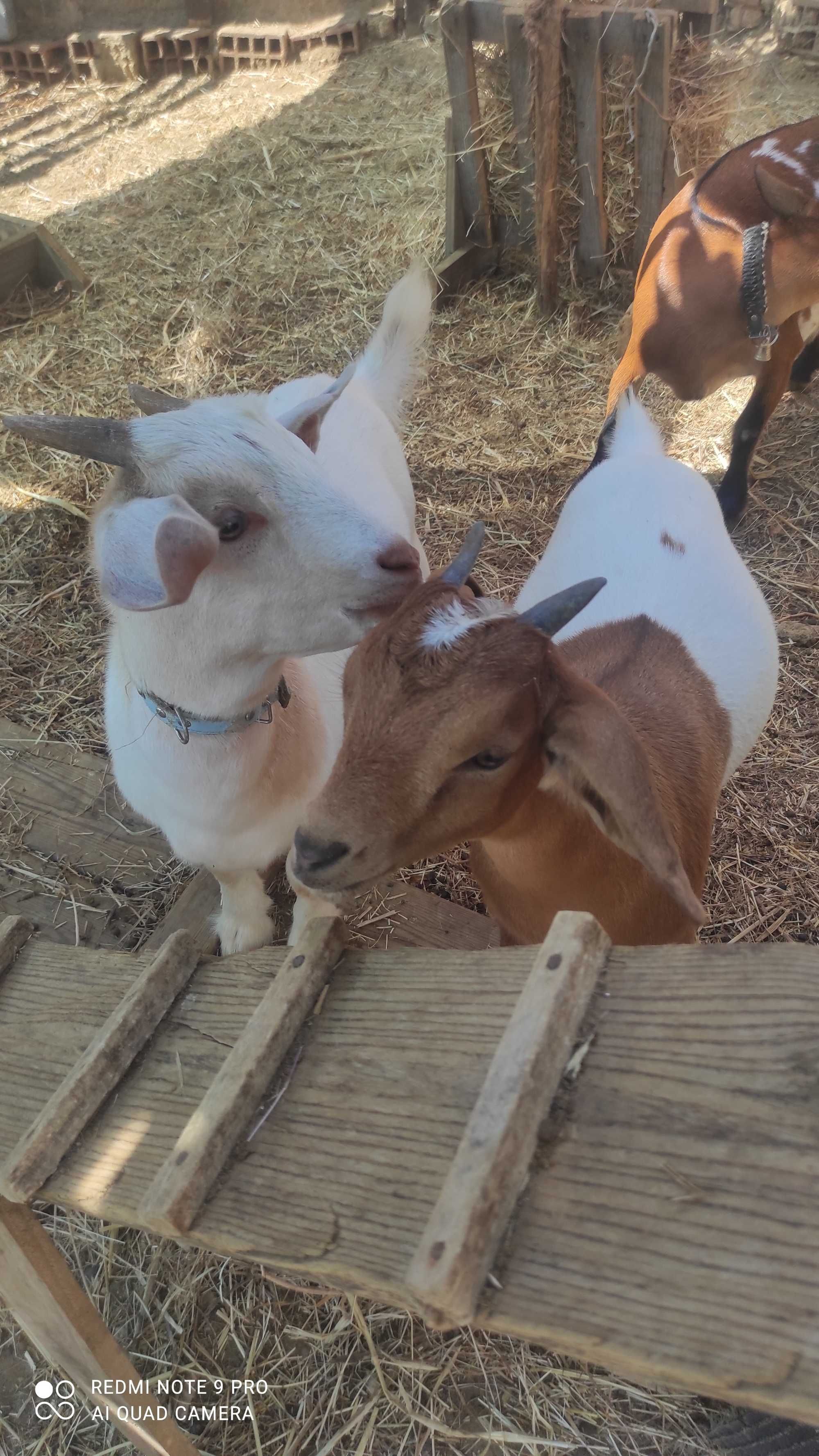 Cabras anãs á procura de um novo lar ( mãe, filho e filha