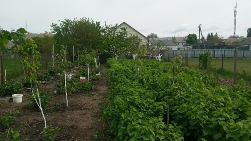 Будинок в самому центрі селища Рокитне Київської області