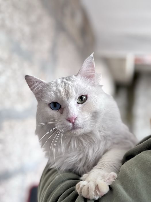 Gatinhos para adoção