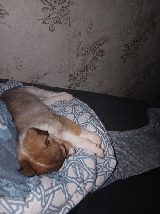 Віддам цуценятко безкоштовно