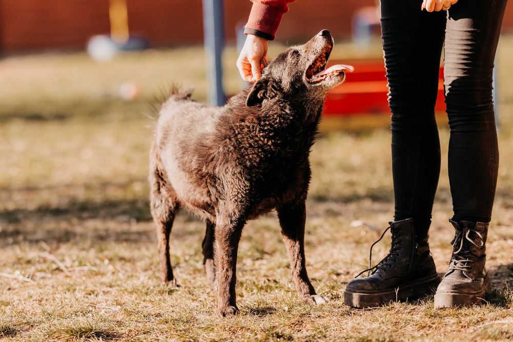 Bari - większość życia spędził w schronisku, nie traci nadziei