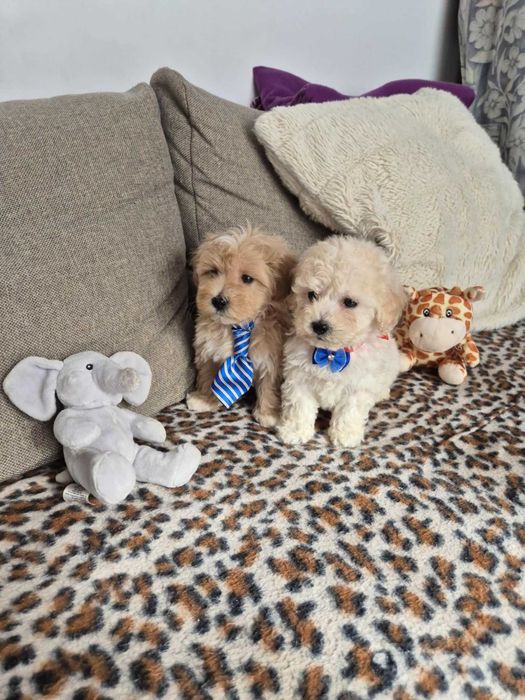 Maltipoo F1 śliczny piesek z metryką