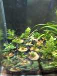 Plantas para aquário