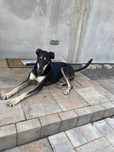 Pies-sunia do adopcji, w typie charta