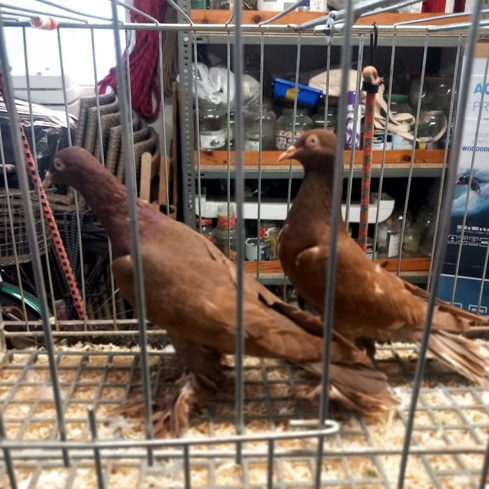 Gołebie Ozdobne Bociany