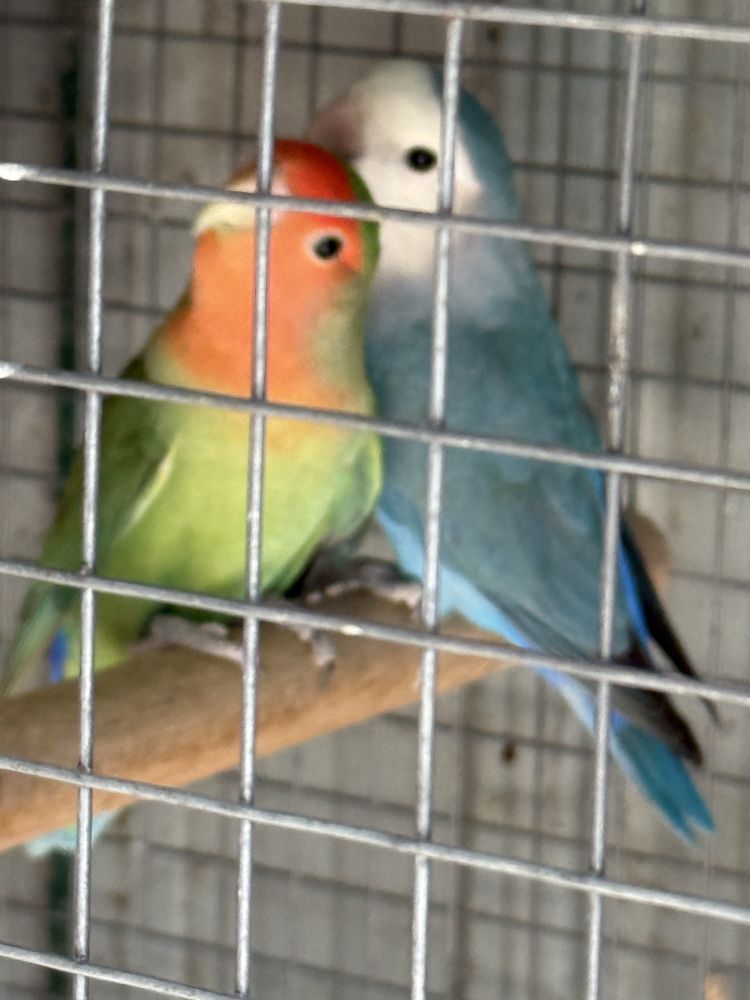 casal de agapornis 2024