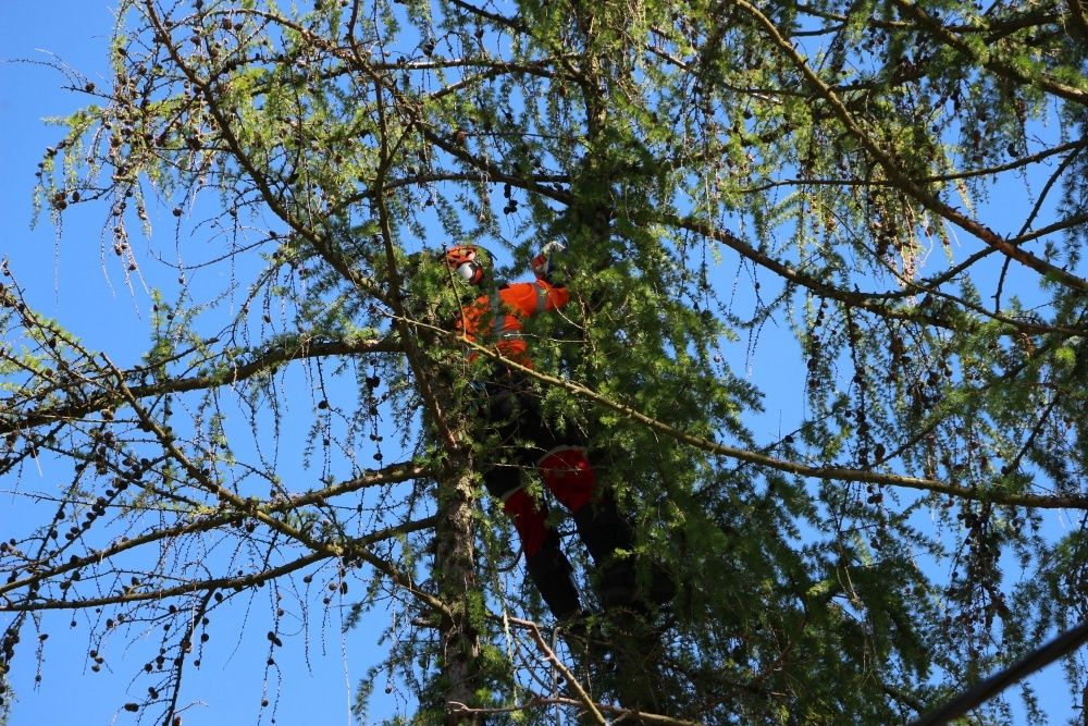Wycinka przycinanie pielegnacja drzew alpinistycznie Arborysta Utyliza