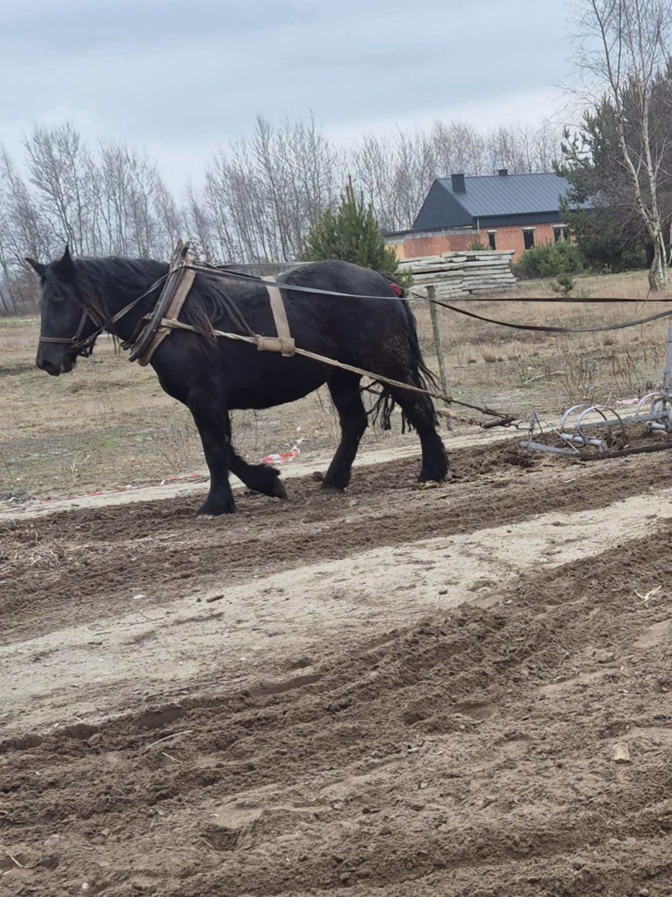 Sprzedam źrebicę zimnokrwiste