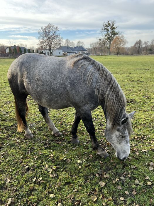 Klacz karosiwa zimnokrwista !