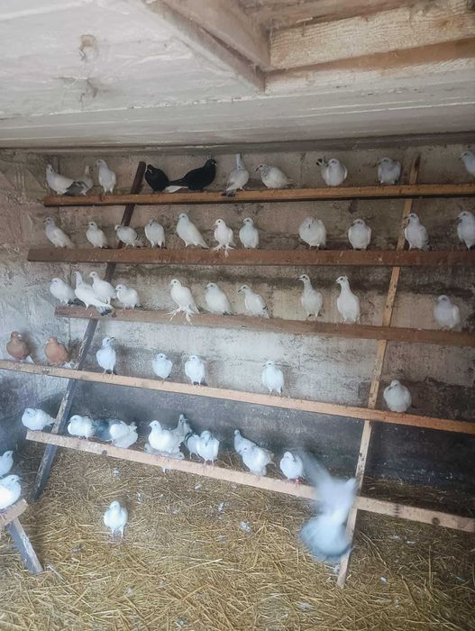 Gołębie, gołębie