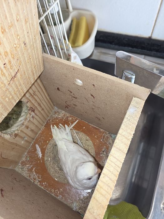 Vendo piriquitos