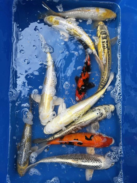 Oryginalne karpie koi