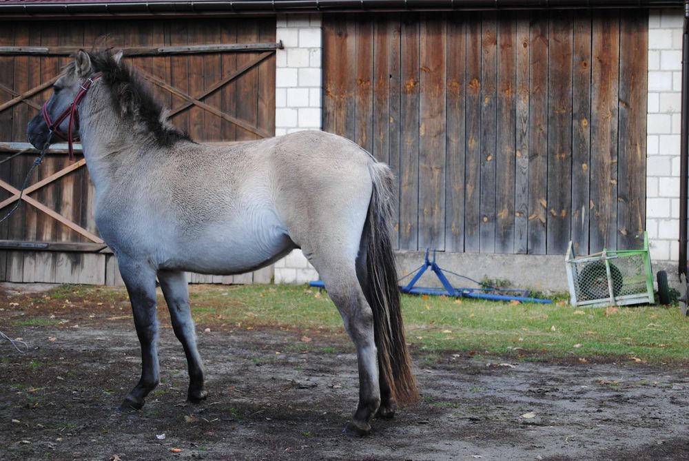 Sprzedam konika polskiego