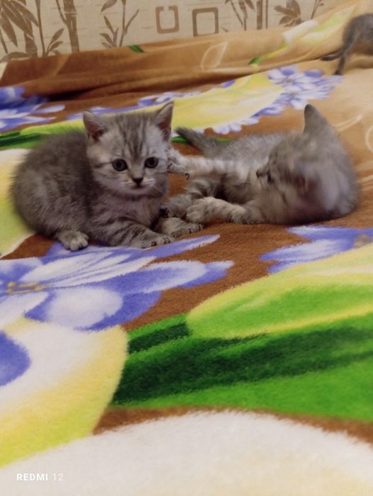 Шотландские котята