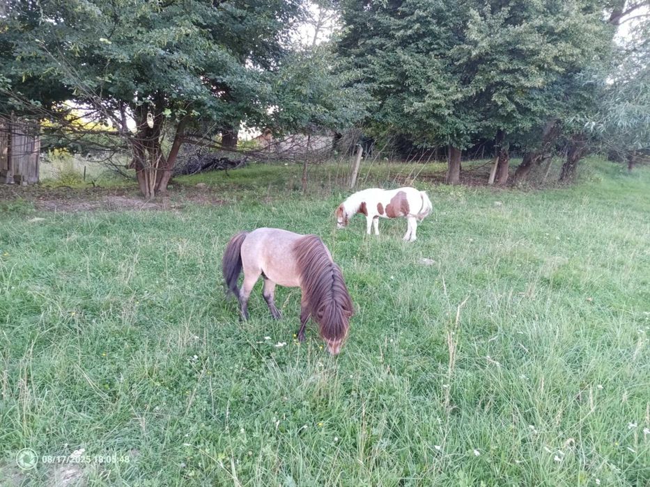 PILNE ogierek jasnogniady lub zamiana