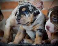 American Bully XL ABKC tri merle