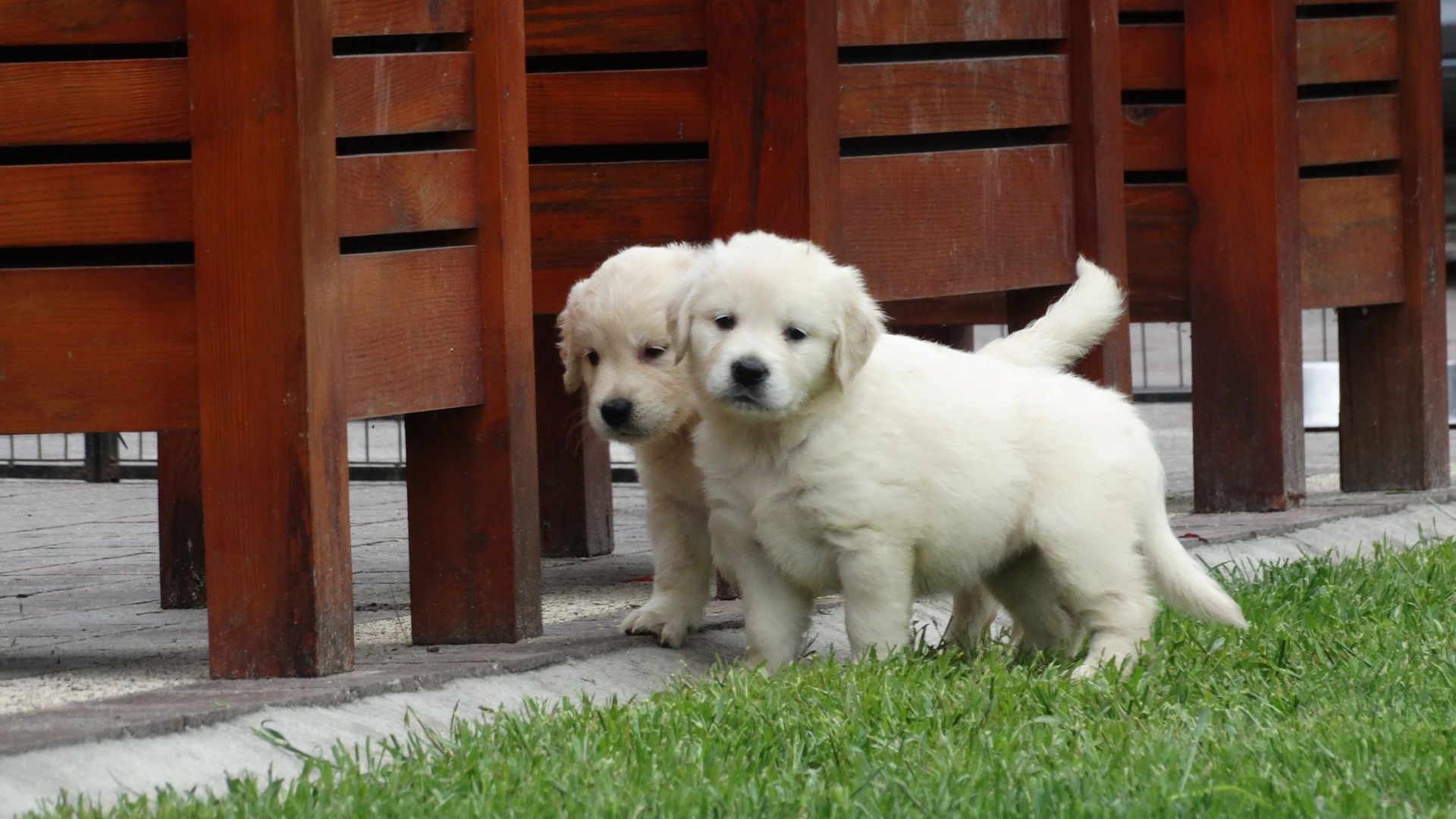 Golden retriever piesek
