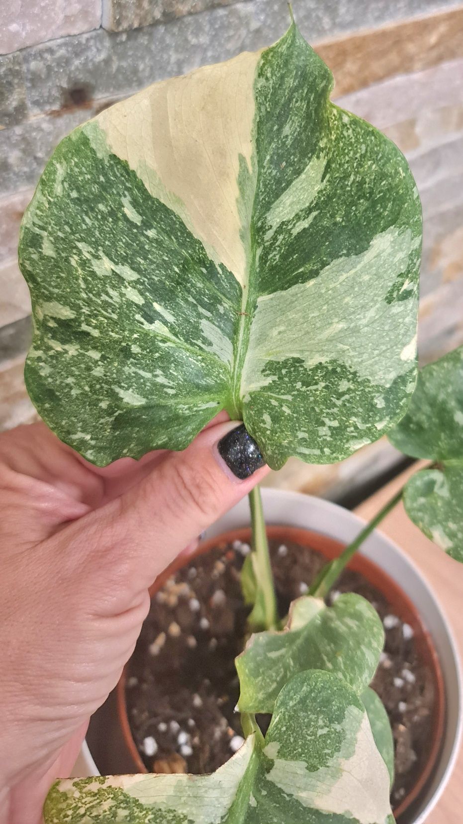 Monstera Thai Constellation Platinum, duży spód