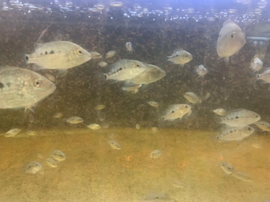 Herichthys carpintis