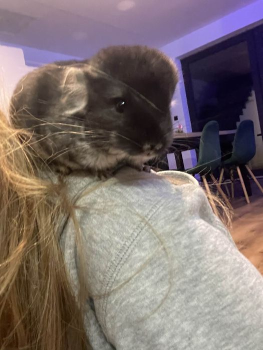 Szynszyl szynszyle czarna perła gratis