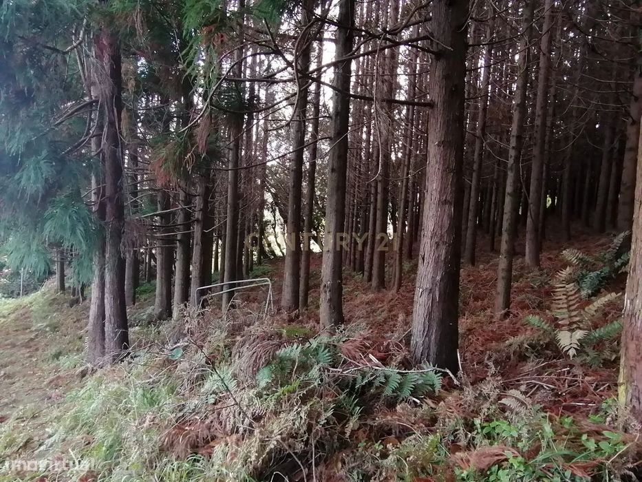 Terreno Rústico c/ 9740 m2 com Mata de Criptomérias