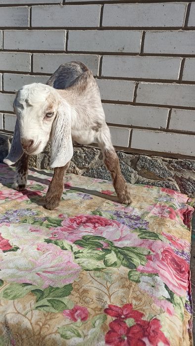 Англонубійський кізки