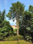 Wycinka drzew trudnych,wycinka lasów,mulczer powierzchniowy-wgłębny