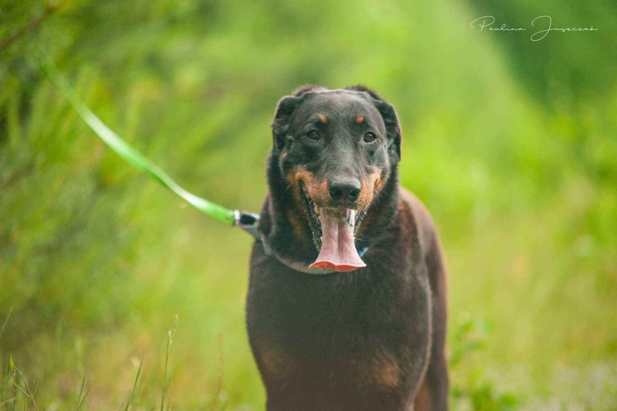 Beauceron Ina czeka na kochający dom!