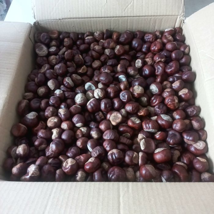 PIĘKNE KASZTANY 3kg do szkoły prac plastycznych stroików