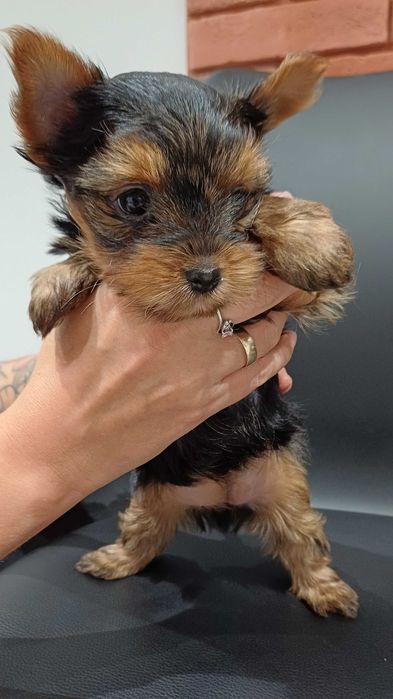 Piękna suczka Yorkshire Terrier w kolorze czarno-złotym