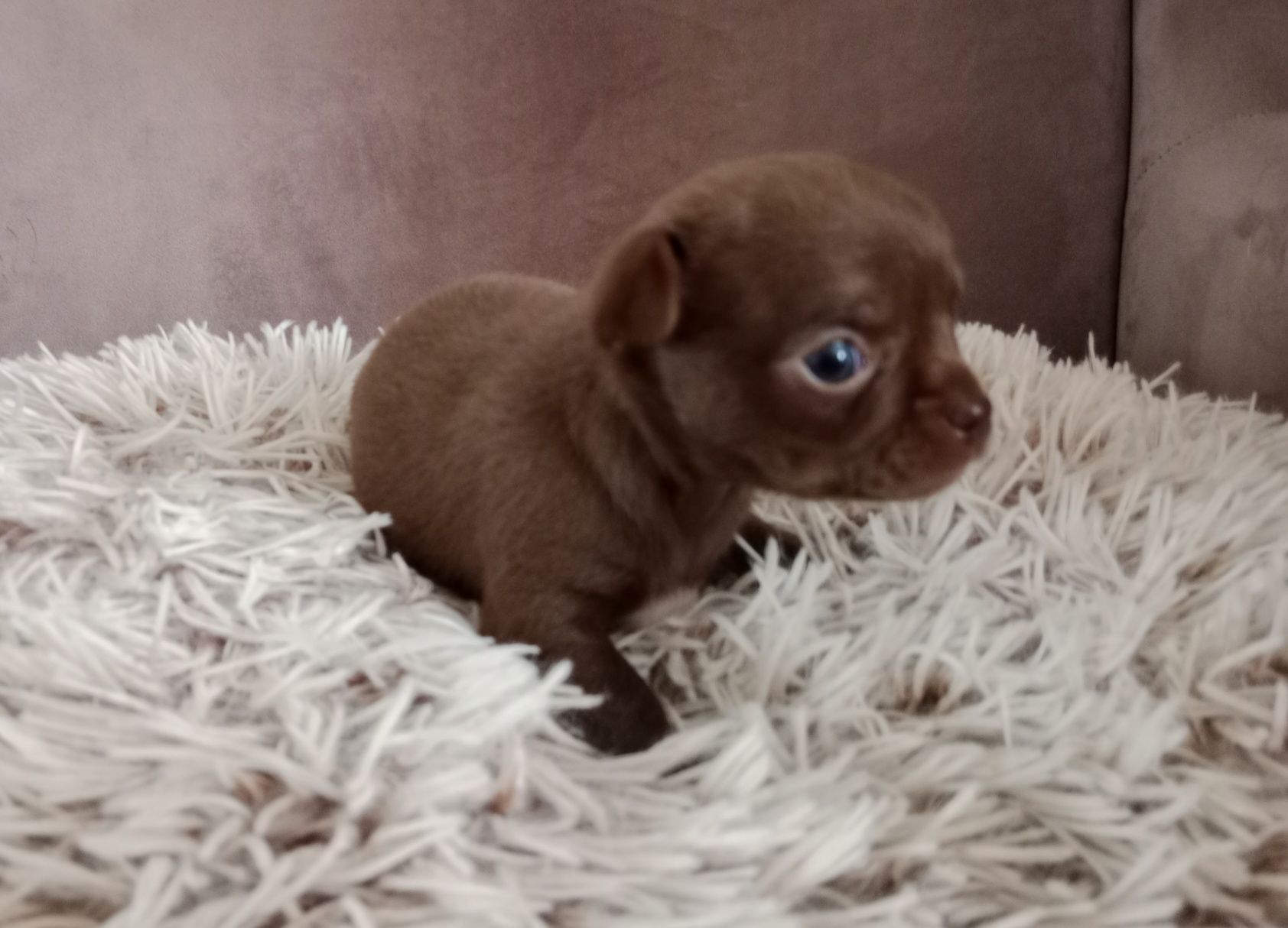 Brązowy chłopczyk chihuahua
