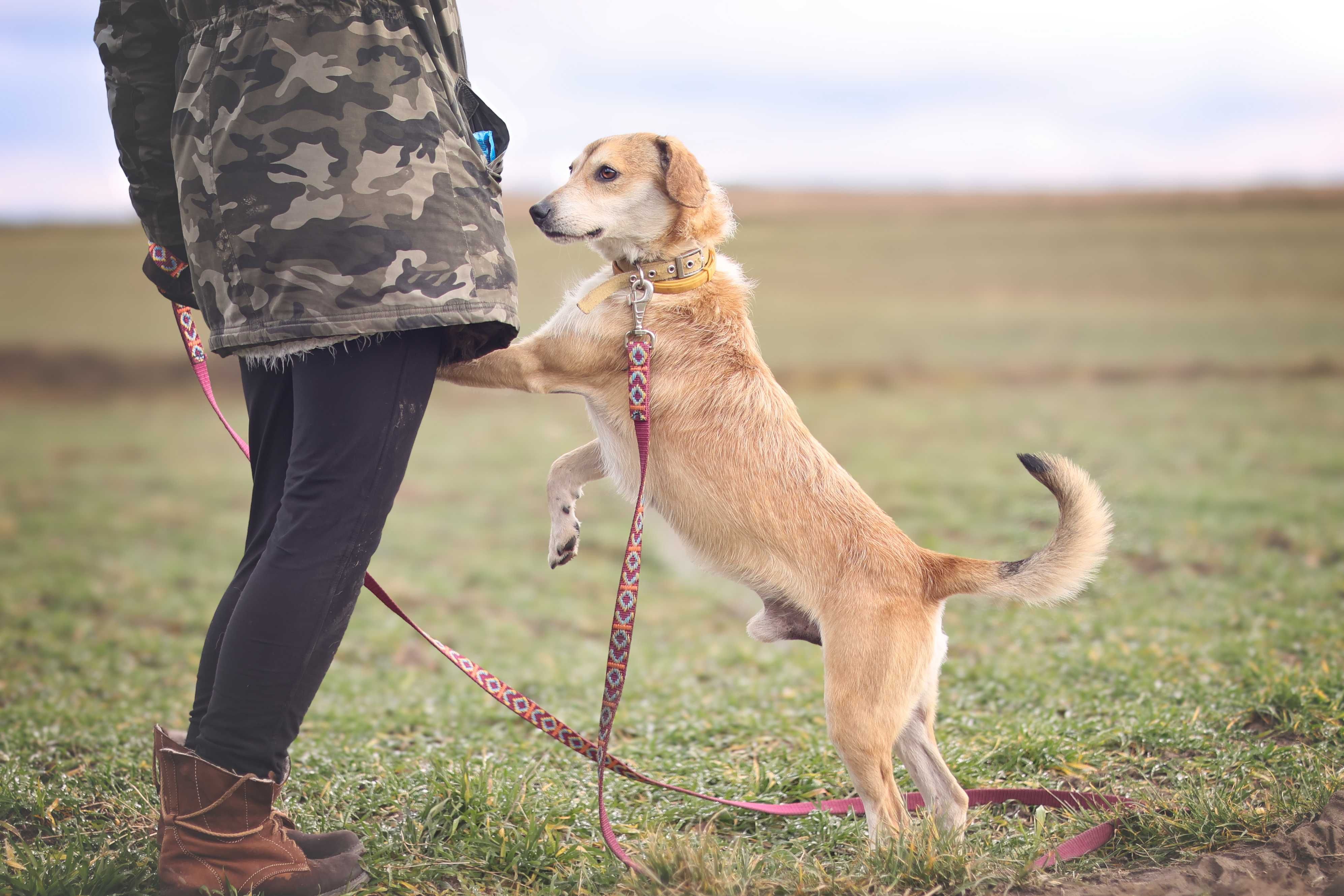 Smutny, śliczny CZAPI szuka domu !! Do adopcji !!